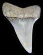 Fossil Mako Tooth - Maryland #29945-1